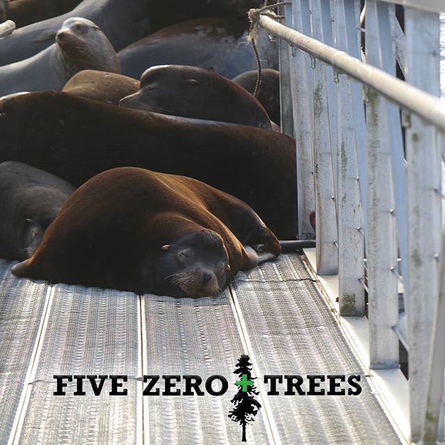Five Zero Trees East Website