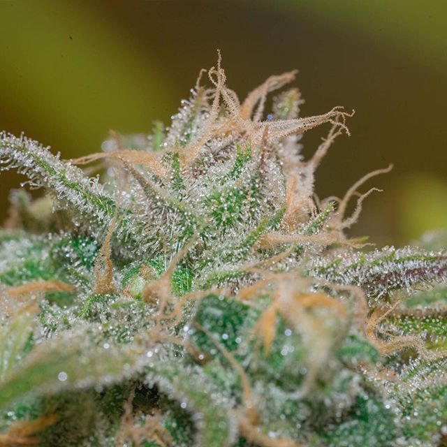 Apothca - Arlington Website