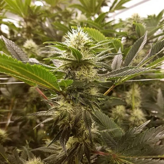 The Kind Center Website