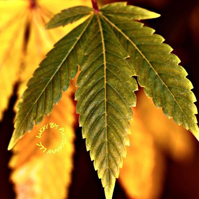 Sacred Seed Medical Dispensary Website