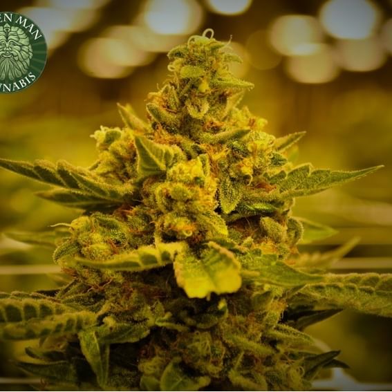 Green Man Cannabis - South Denver Website