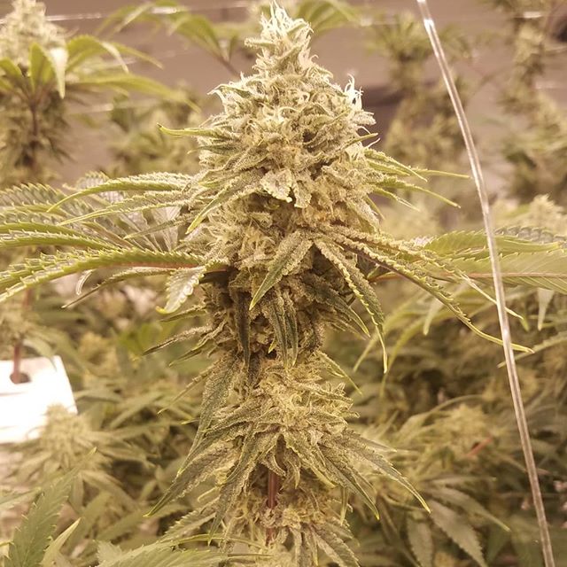 Healthy Pharms - Cambridge Website