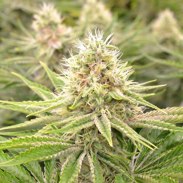 Central Ave Compassionate Care Website