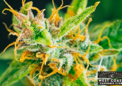 West Coast Cannabis Club - Palm Desert Website