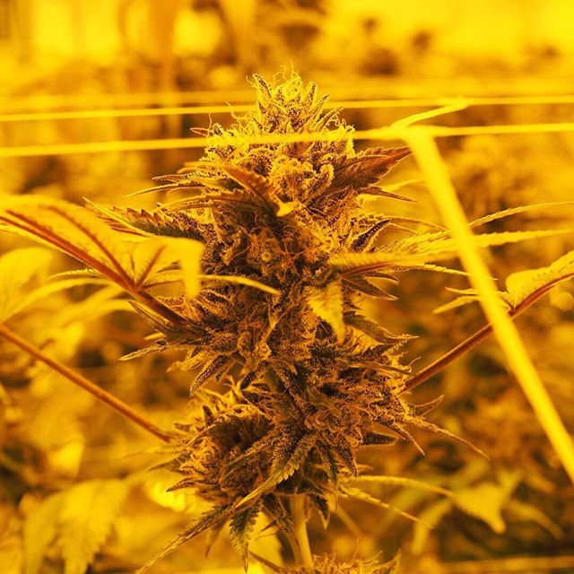 Casper’s Cannabis Club Website