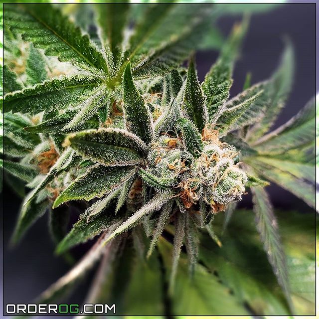 OG Collective - Hawthorne Website