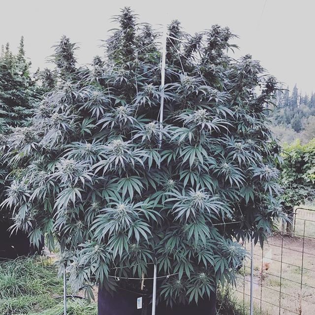 Better Life Doctors Website