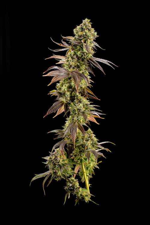 Pearl Pharma, Inc. Website