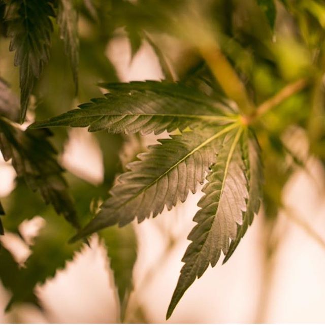 Levels - Denver Website