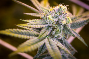 The Vth LMNT Hillsboro Website