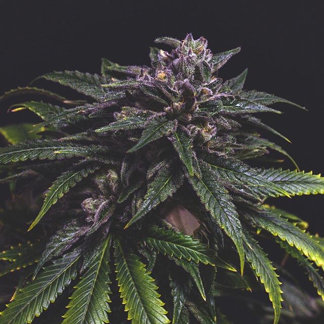 Lucy Sky Cannabis Boutique - Federal Website