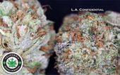 LOS ANGELES KUSH - EAST LA Website