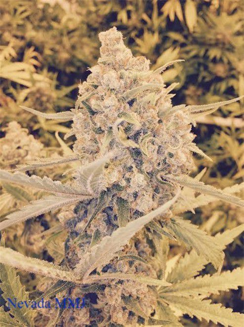 Nevada Made Marijuana - Laughlin Website