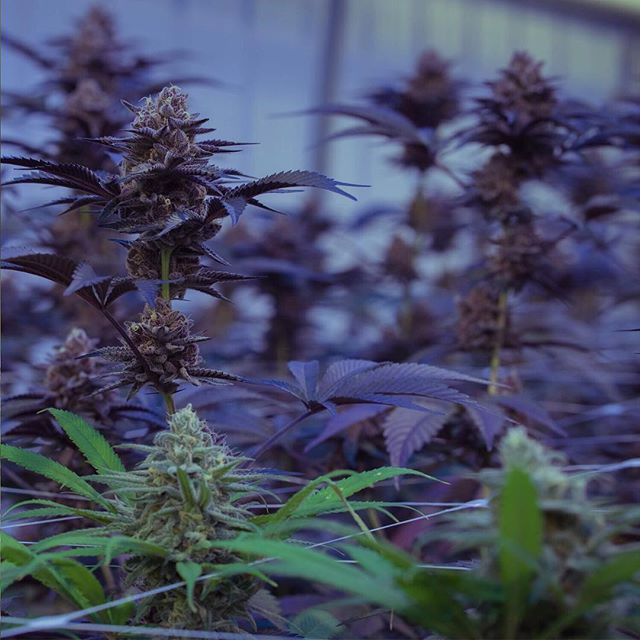 Apothca - Arlington Website