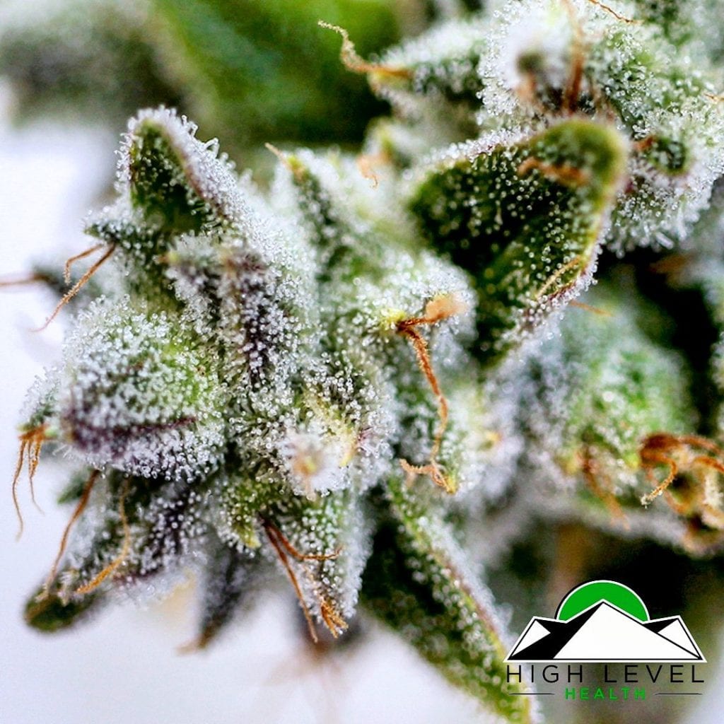 High Level Health - Lincoln (REC) Website