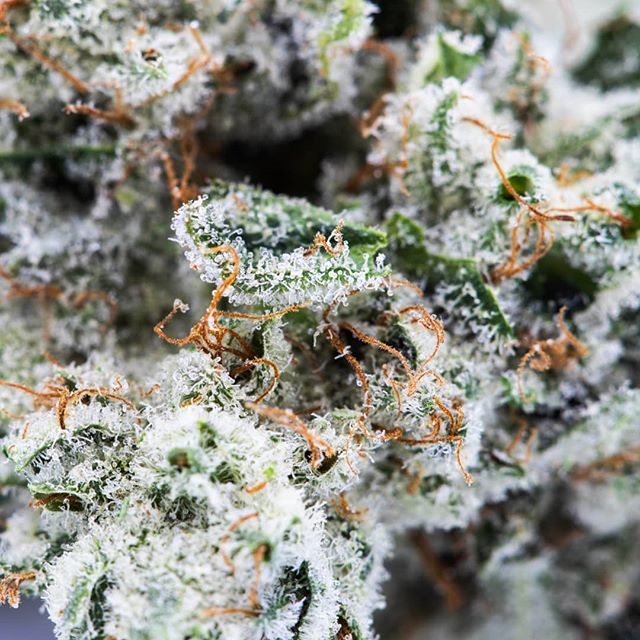 Urban Dispensary Website