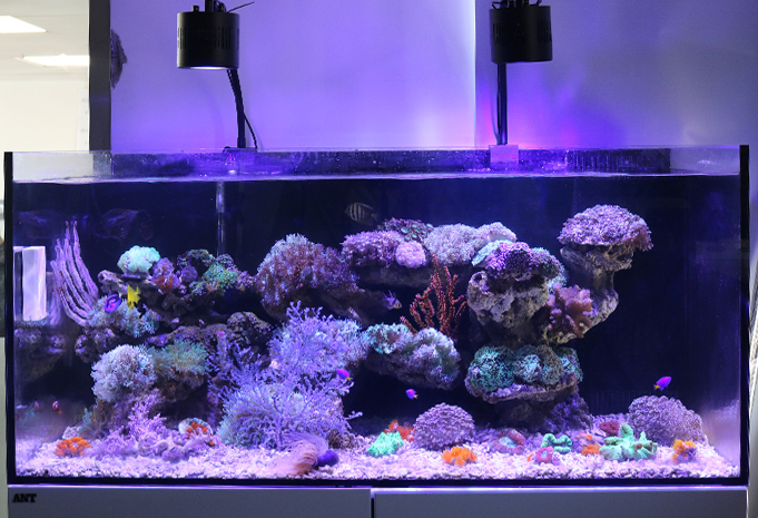 Lumini Technology Co.,Ltd Website