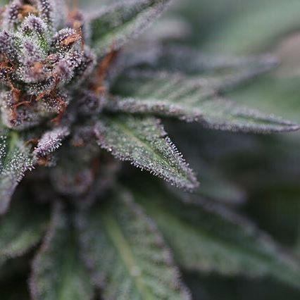 Green Pharms Dispensary Flagstaff Website