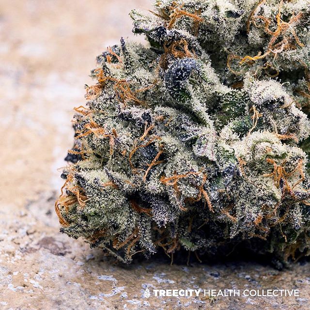 Treecity Health Collective Website