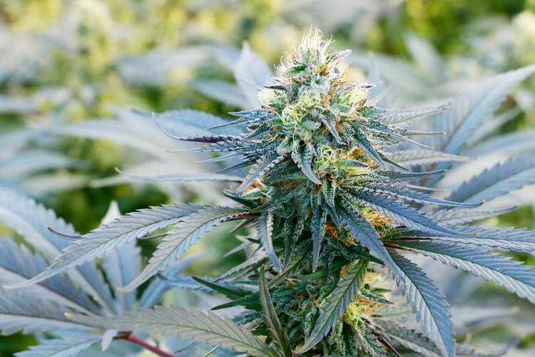 Bon Vivant Enterprises Website