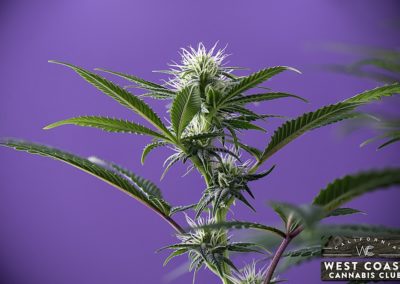 West Coast Cannabis Club - Palm Desert Website