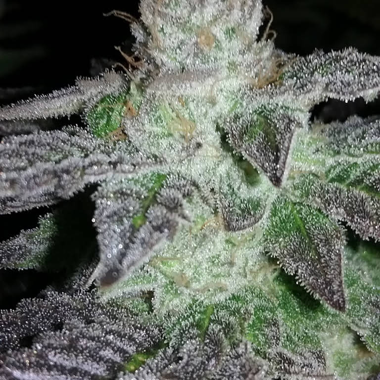 Hydroponic Consultancy Website