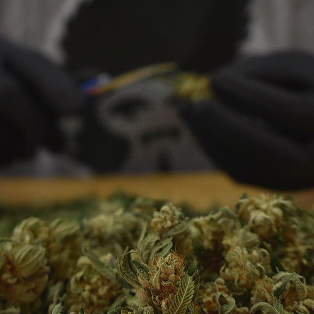 Grass Monkey Cannabis Company Website