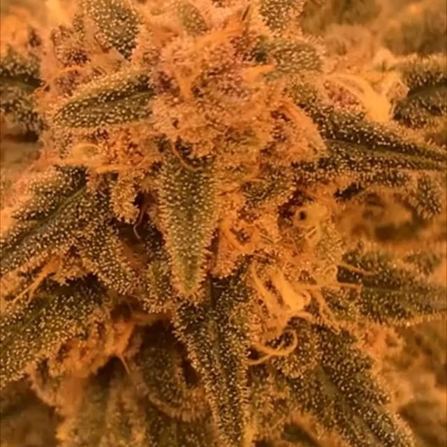 Sacred Seed Medical Dispensary Website