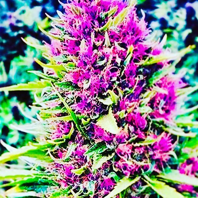 Northeast Alternatives - Medical Website