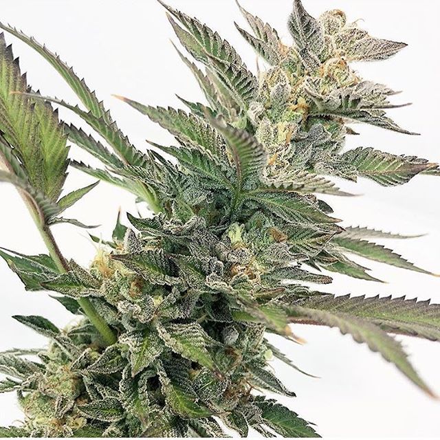 Purple Lotus Patient Center Website