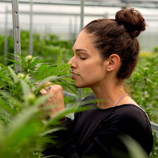 Surterra Wellness - Palm Bay Website