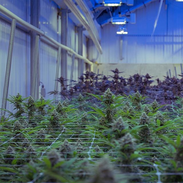 Apothca - Arlington Website