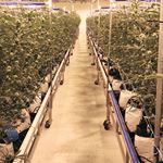 Shango Win Sivers "Airport" Website