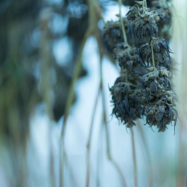 Apothca - Arlington Website