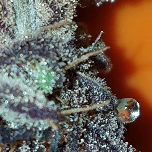 Secret Stash Xpress Website