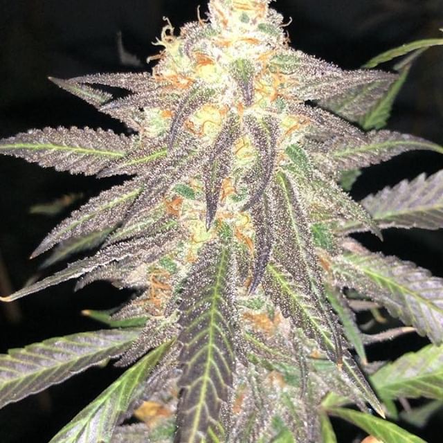 1:11 Dispensary Website