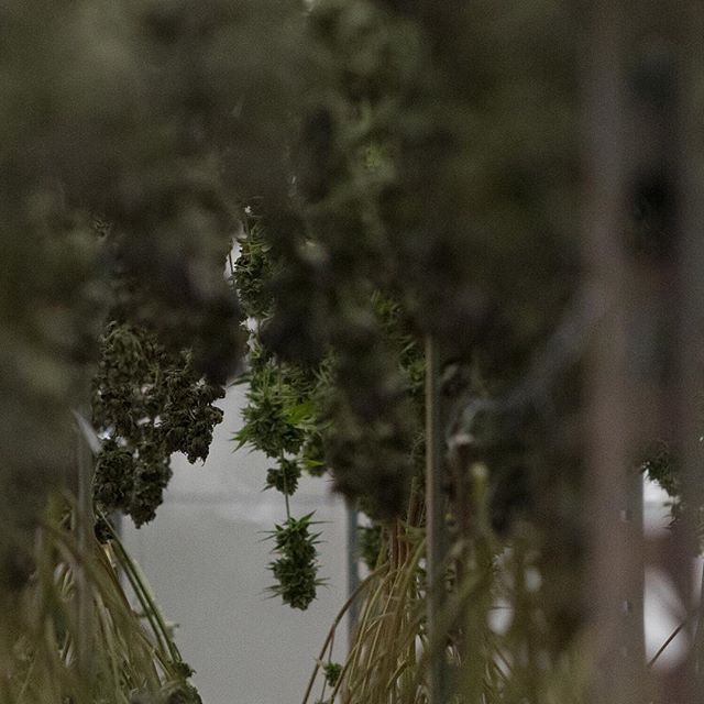 Apothca - Arlington Website