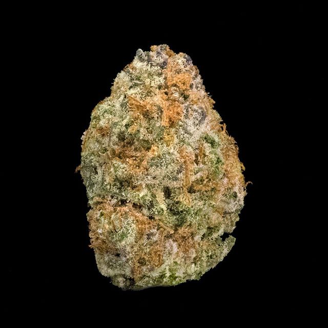 The Reef - Seattle Website