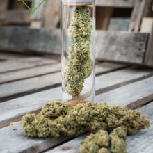 Pine Street Cannabis Company Website