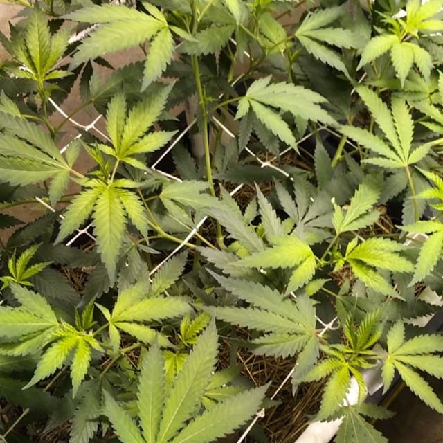 Lovelight Medicinals Website