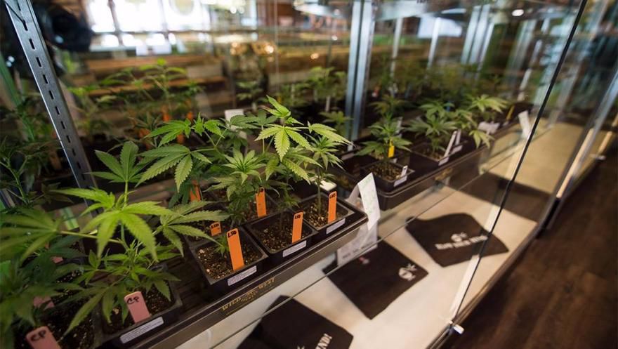 Green Cross Cannabis Emporium - North Website