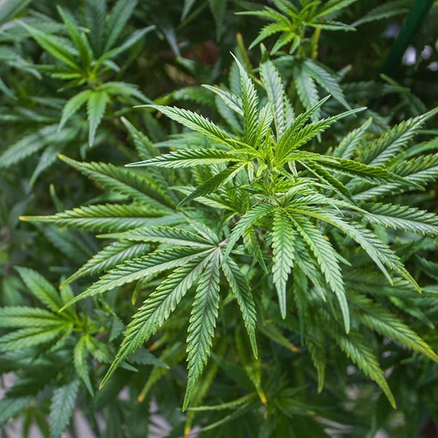 Denver Dispensary - Medical Website