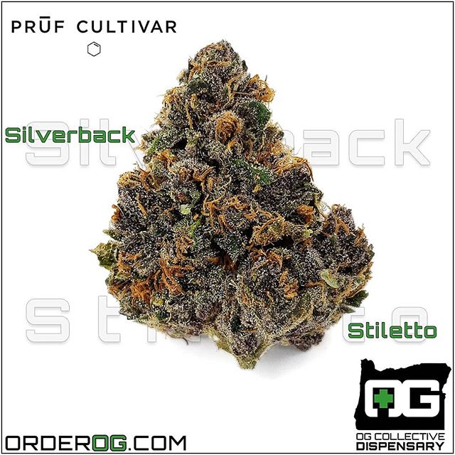 OG Collective - Hawthorne Website