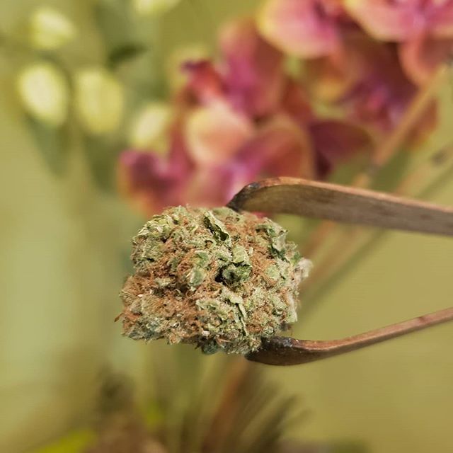 Market Street Wellness Website