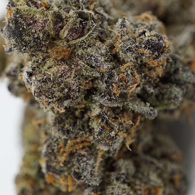 Diego Pellicer - Denver Website