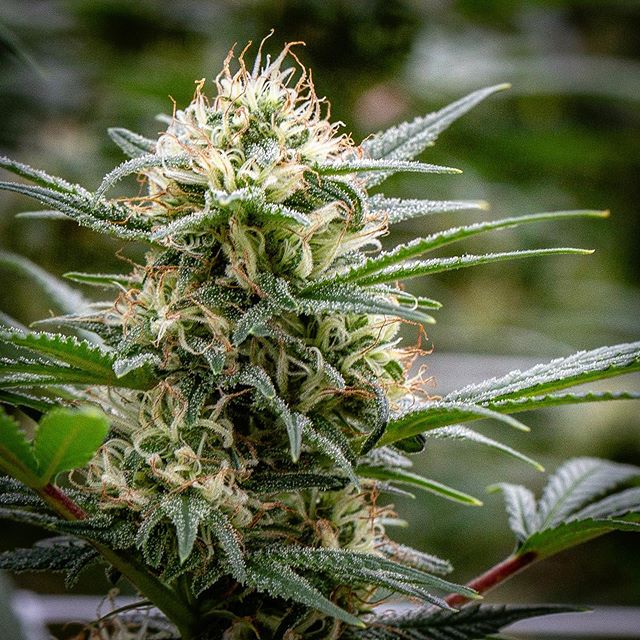 Ascend - Denver Website