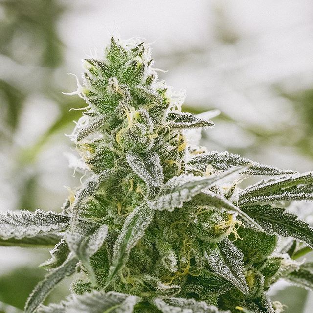 Health for Life Ellsworth Website