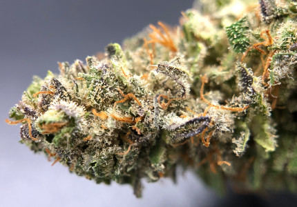 PurLife - Montgomery Website