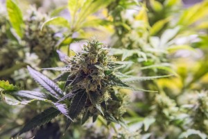 Trill Alternatives - MEDICAL Website