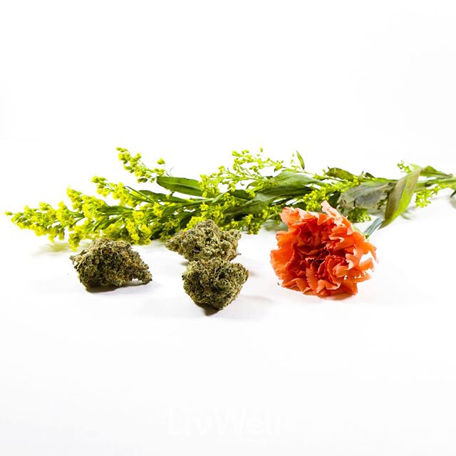 LivWell - Springfield Website